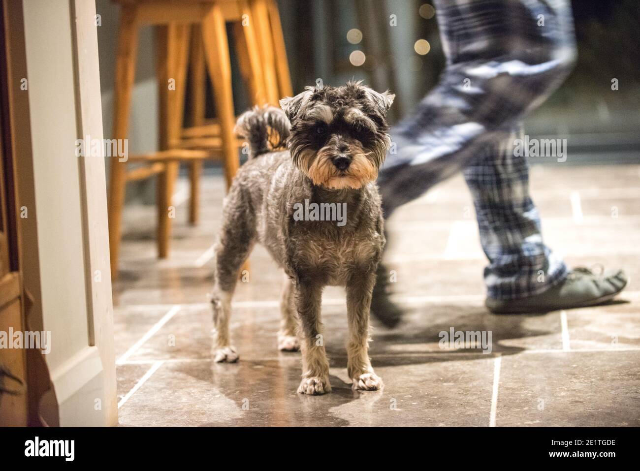 Cani di blocco. Una schnauzer in miniatura in piedi su un pavimento di cucina in pietra vicino a un'isola guarda direttamente la macchina fotografica, mentre il proprietario in pigiama cammina Foto Stock