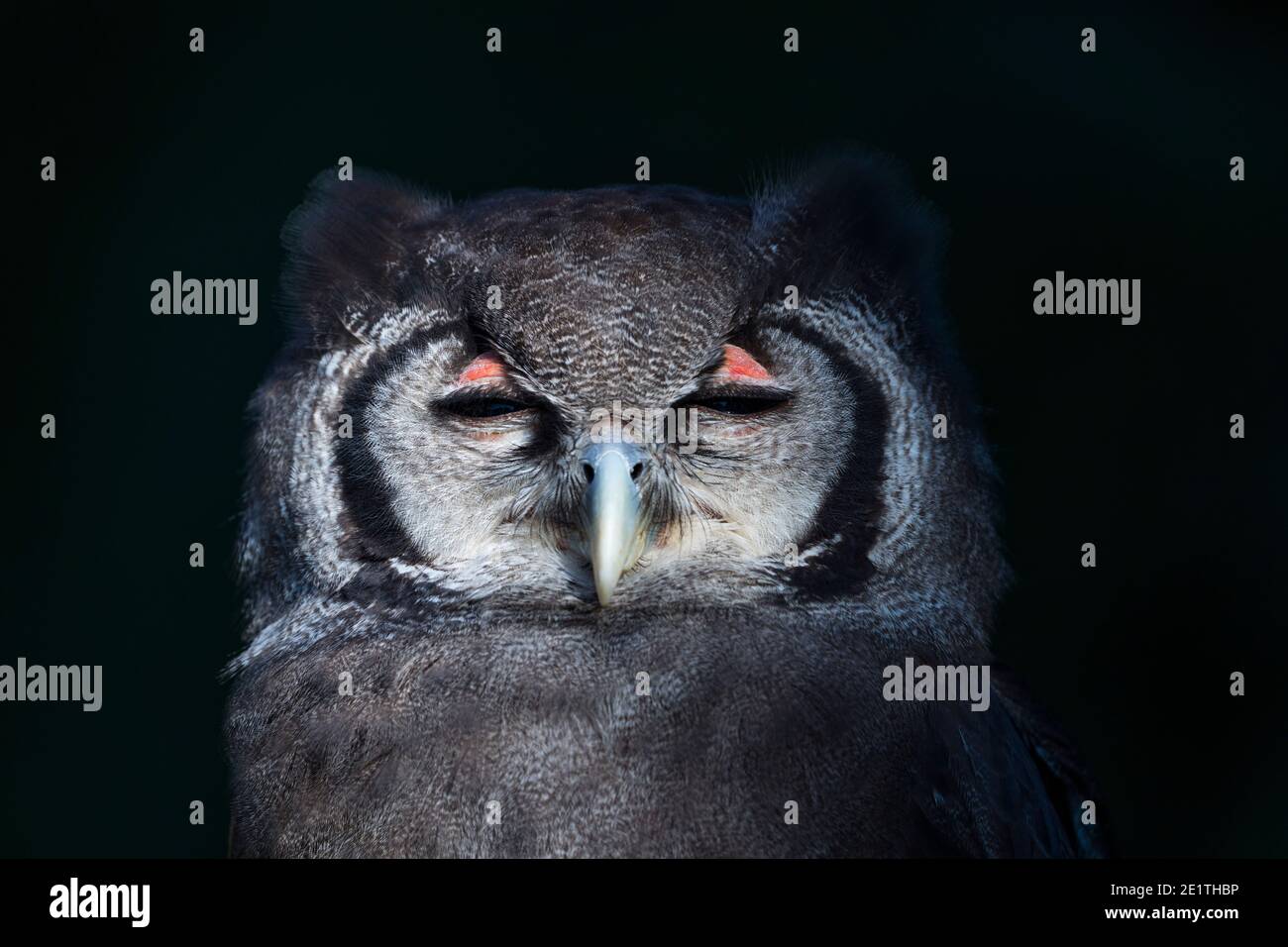 L'aquila-gufo di Verreaux (Bupo lacteus). Gufo di aquila lattea o gufo di aquila gigante. BUHO LECHOSO Foto Stock