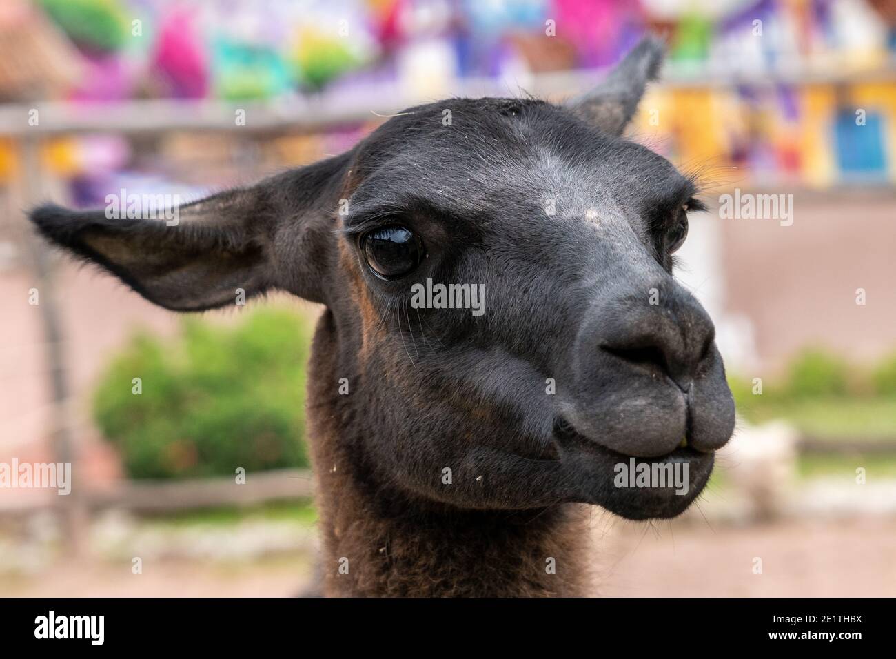 Lama glama addomesticata nella Valle Sacra del Perù Foto Stock
