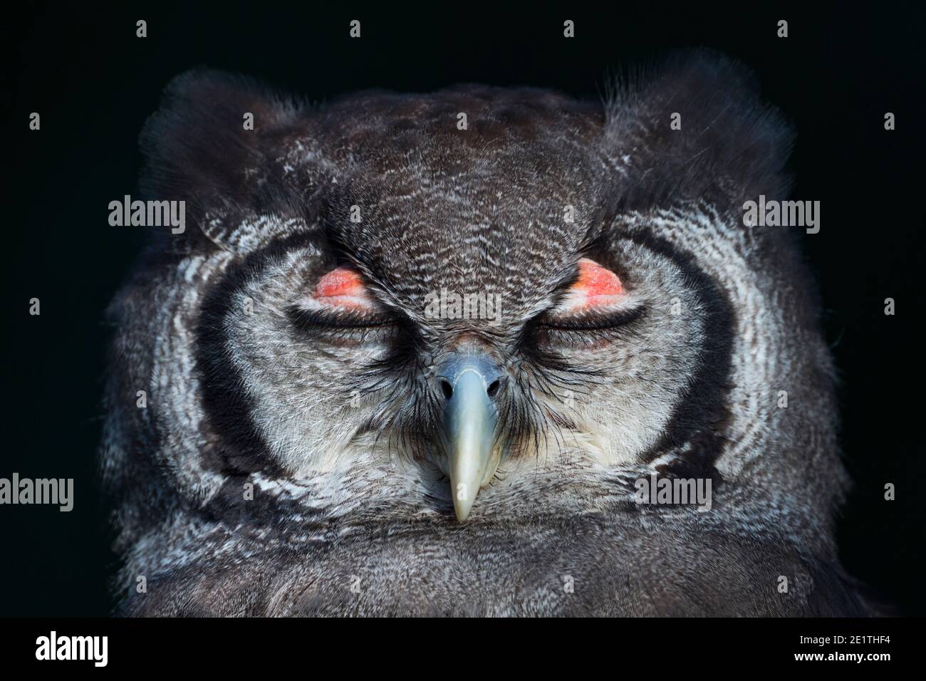 L'aquila-gufo di Verreaux (Bupo lacteus). Gufo di aquila lattea o gufo di aquila gigante. BUHO LECHOSO Foto Stock