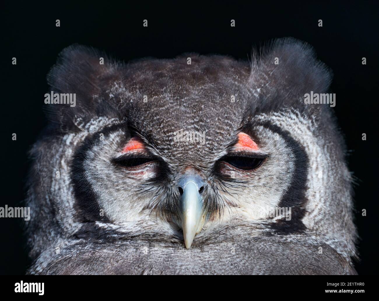 L'aquila-gufo di Verreaux (Bupo lacteus). Gufo di aquila lattea o gufo di aquila gigante. BUHO LECHOSO Foto Stock