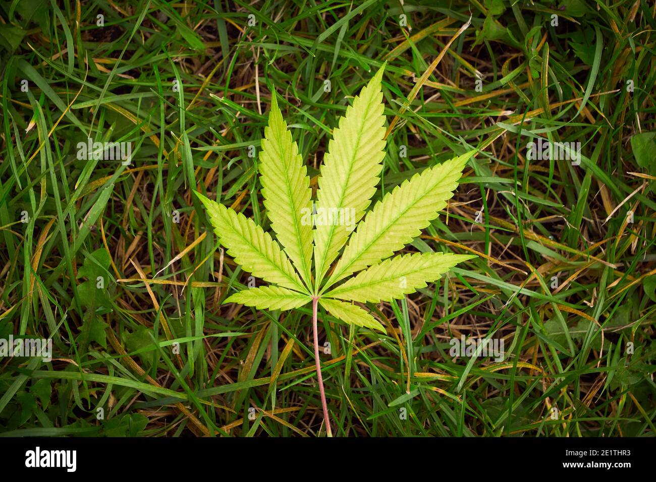 Foglia gialla di Cannabis sull'erba, primo piano delle piante, marijuana Foto Stock