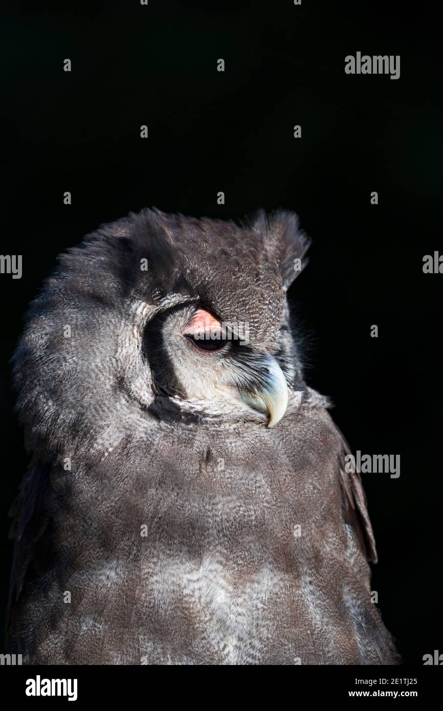 L'aquila-gufo di Verreaux (Bupo lacteus). Gufo di aquila lattea o gufo di aquila gigante. BUHO LECHOSO Foto Stock