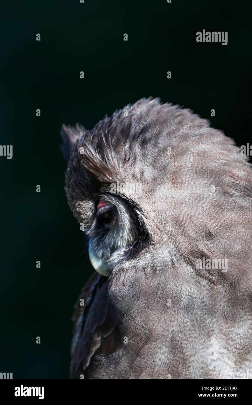 L'aquila-gufo di Verreaux (Bupo lacteus). Gufo di aquila lattea o gufo di aquila gigante. BUHO LECHOSO Foto Stock