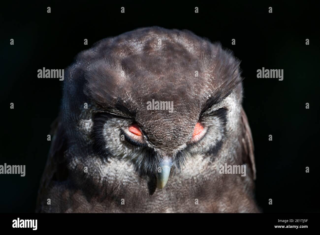 L'aquila-gufo di Verreaux (Bupo lacteus). Gufo di aquila lattea o gufo di aquila gigante. BUHO LECHOSO Foto Stock