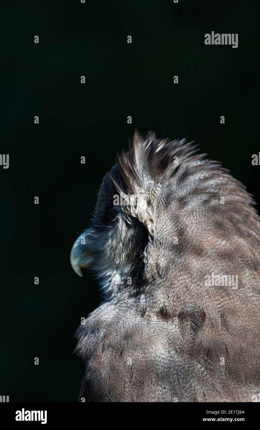 L'aquila-gufo di Verreaux (Bupo lacteus). Gufo di aquila lattea o gufo di aquila gigante. BUHO LECHOSO Foto Stock