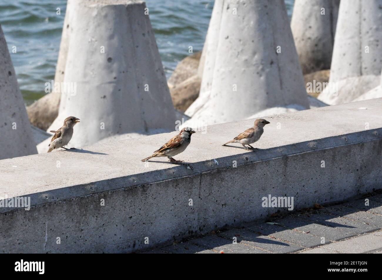 Passeri che atterrano sulle acque del lago in una giornata di sole. Foto Stock