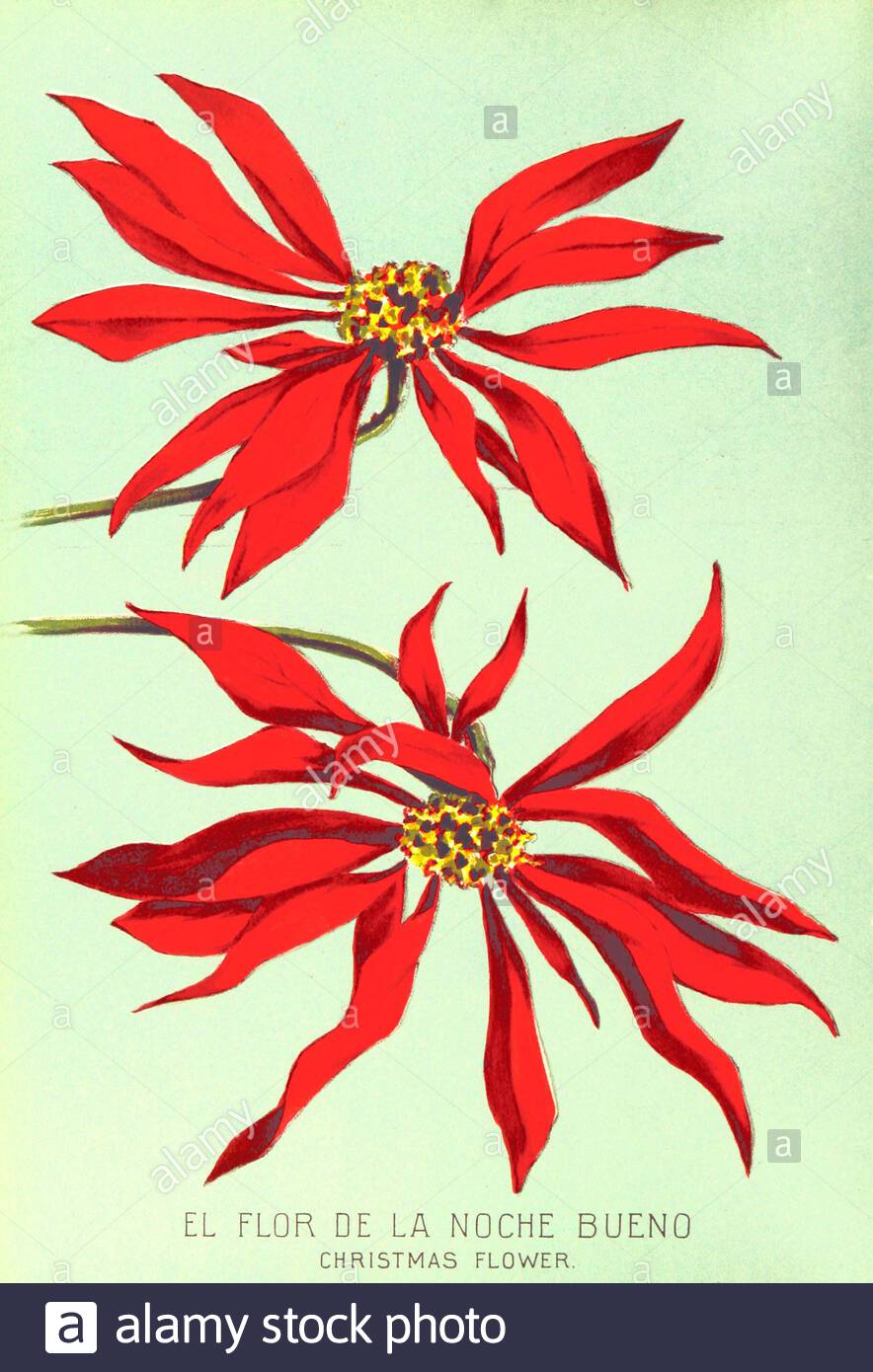 Poinsettia (Euphorbia pulcherrima), illustrazione botanica d'annata del 1890 Foto Stock