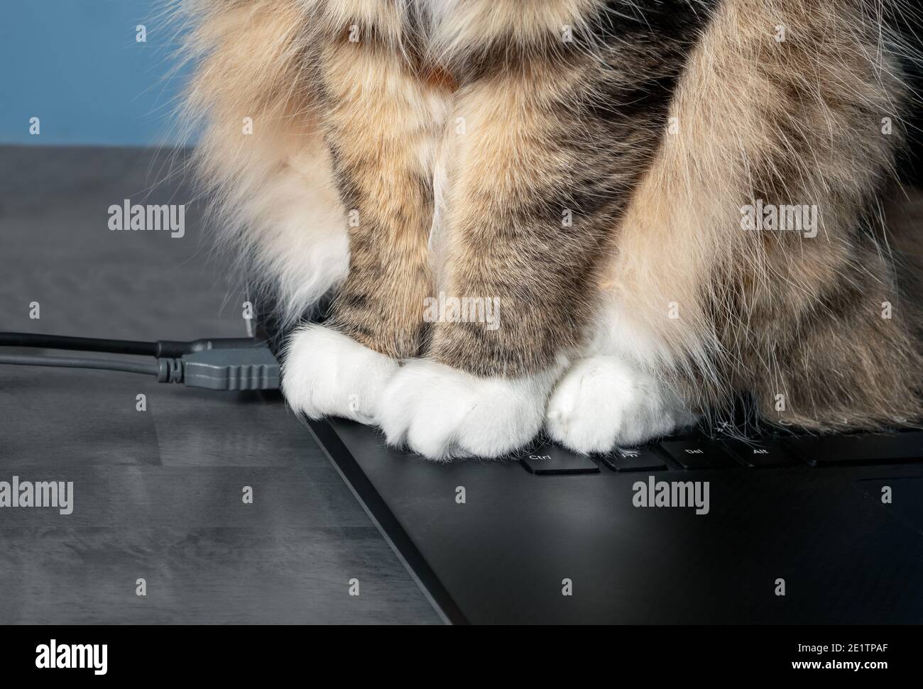 Cat seduto sulla tastiera del computer. Primo piano di lunghe zampe di gatto con capelli multicolore sulle chiavi. Concetto per il lavoro da distrazioni domestiche o animali domestici che inviano messaggi Foto Stock