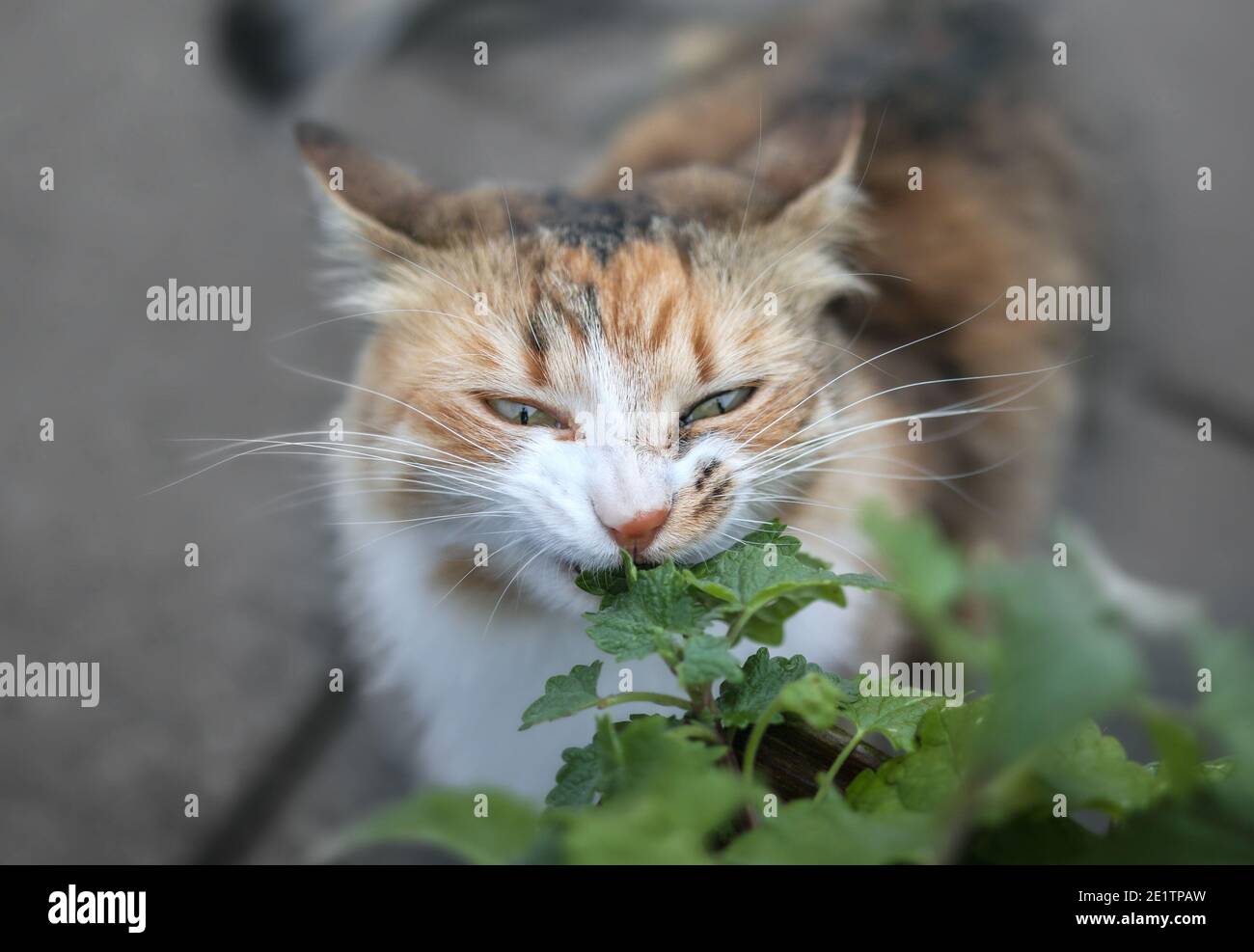 Gatto mangiare catnip, all'esterno. Colpo di testa di gattino femminile con corpo sfocato. Il gatto multicolore sta prendendo un morso dalle foglie di menta verde scuro anche Foto Stock