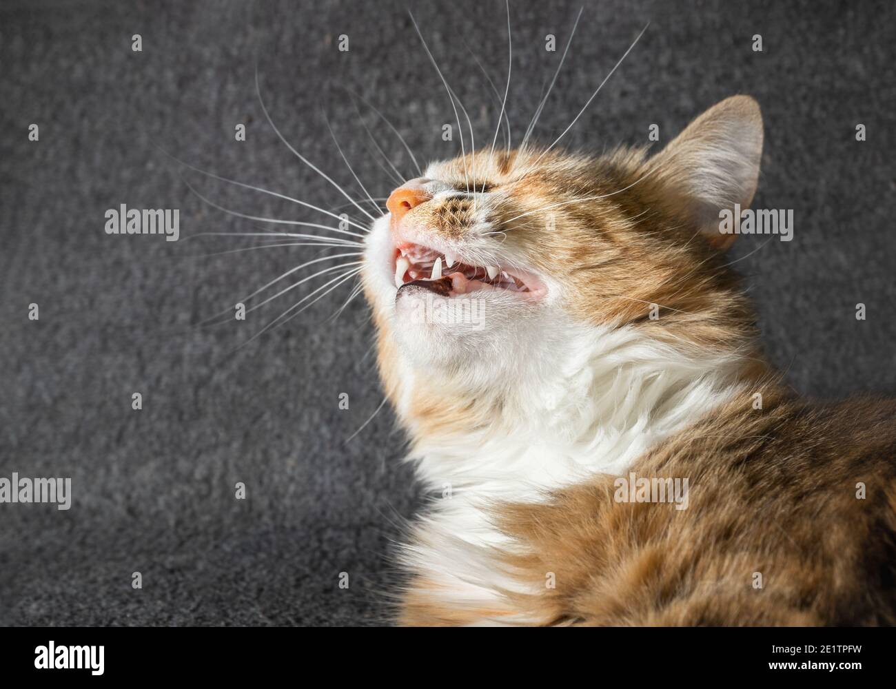 Starnuti gatto, ritratto laterale. La testa Cat è inclinata verso l'alto con la bocca aperta e i denti visibili. Concetto di infezioni negli animali domestici, segni di malattia negli animali o Foto Stock