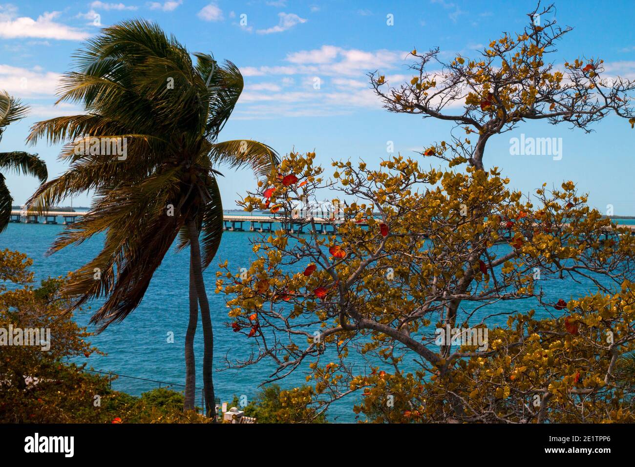 Alberi di palma e uva di mare in autunno, le acque turchesi del mare e il ponte Seven Mile Bridge sullo sfondo, il Bahia Honda state Park, Florida Key Foto Stock