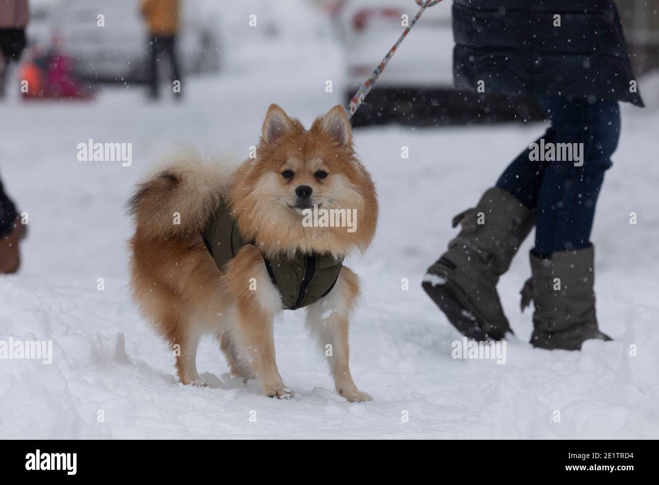 Madrid, Spagna - 09 gennaio 2021: Un piccolo cane da poodle guarda sorpreso nei dintorni innevati, in una giornata innevata, a causa del fronte polare freddo Filomena. Foto Stock