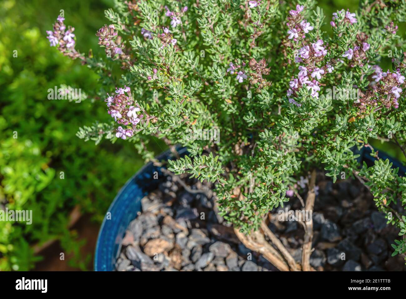 Thymus vulgaris Aranjuez, pianta timiana con fiore closeup Foto Stock