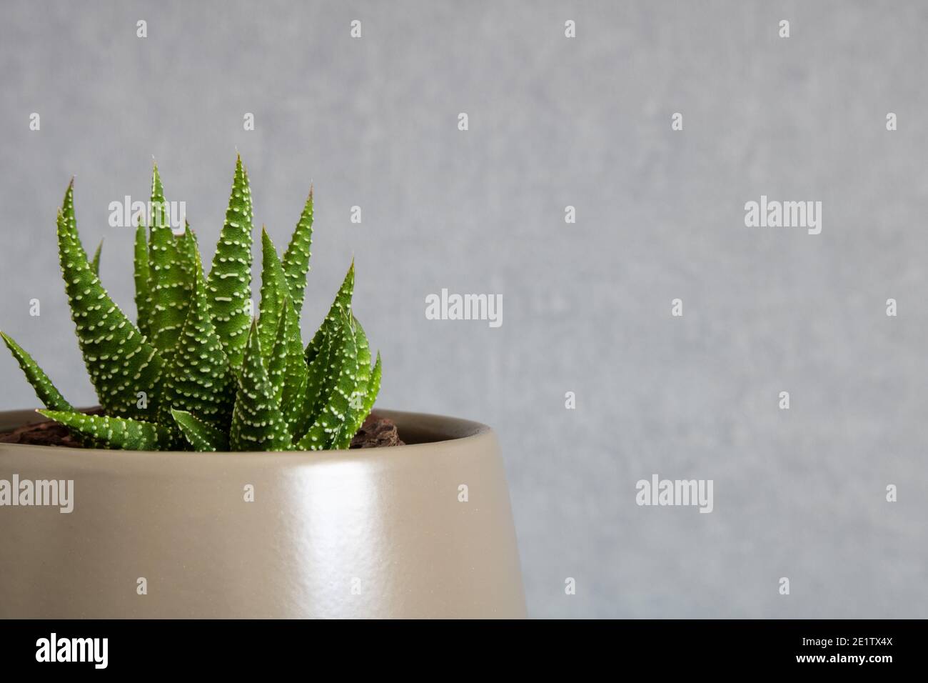 Pianta succulenta Tulista pumila (pianta di Perla) aka haworthia pumila. Primo piano di aloe in miniatura che cresce in vaso messo fuori centro Foto Stock