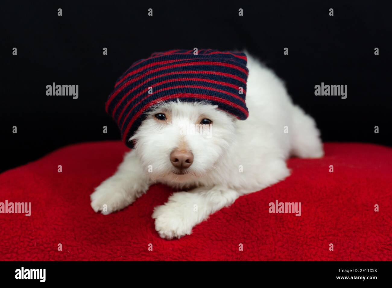 Un cane di razza mista bianco e soffice con cappello a righe rosso e blu, su sfondo nero. Il cane è principalmente Chihuahua, Spitz giapponese, e Standard Poood Foto Stock