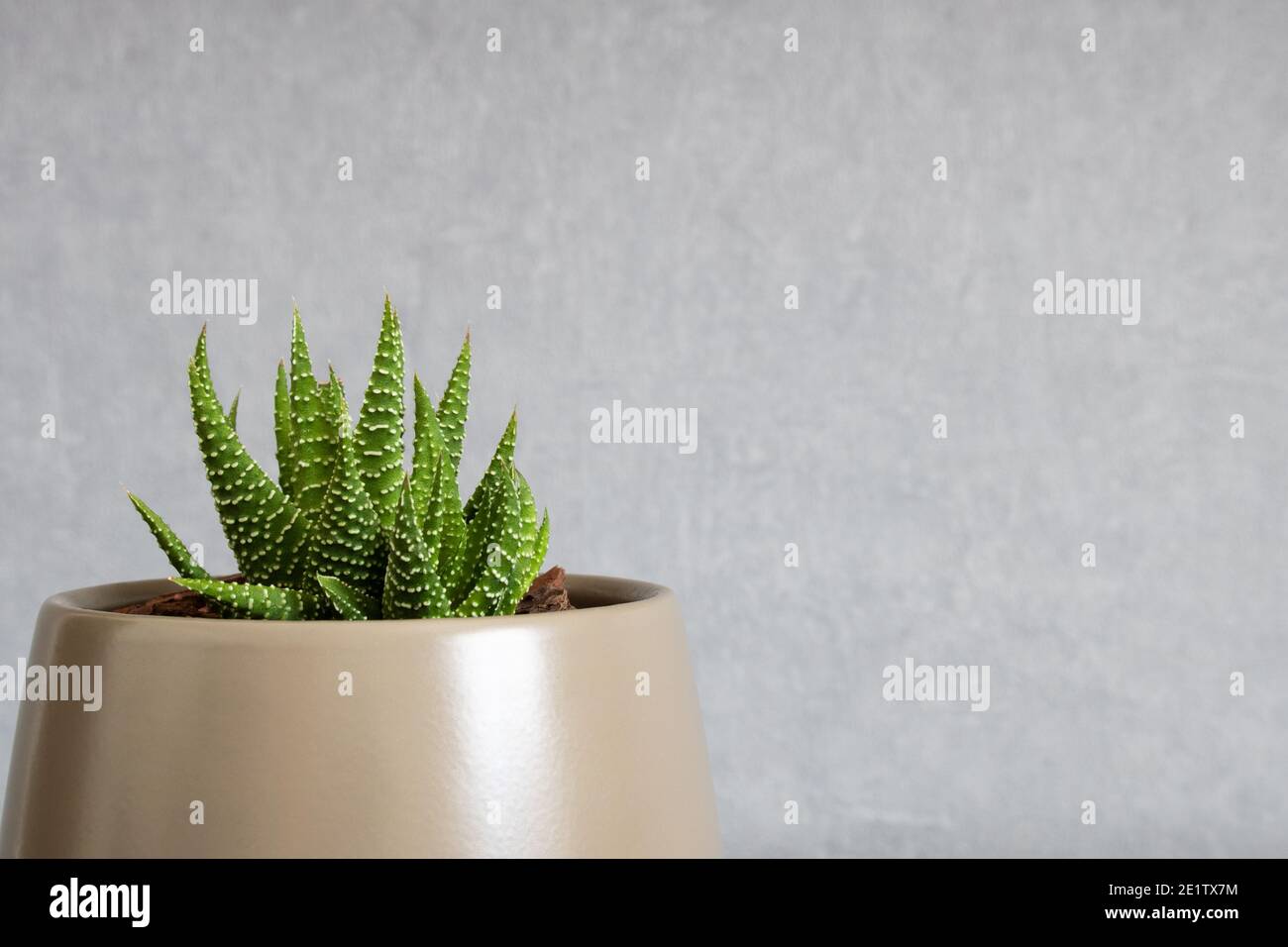 Pianta succulenta Tulista pumila (pianta delle Perle) aka haworthia pumila che cresce in vaso di ceramica messo fuori centro Foto Stock