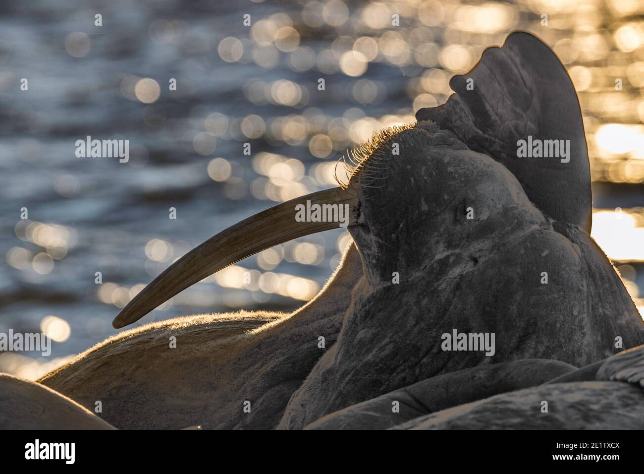 Il rus maturo dell'adulto si graffia con un flipper, con luce solare che brilla via l'acqua dietro. Foto Stock