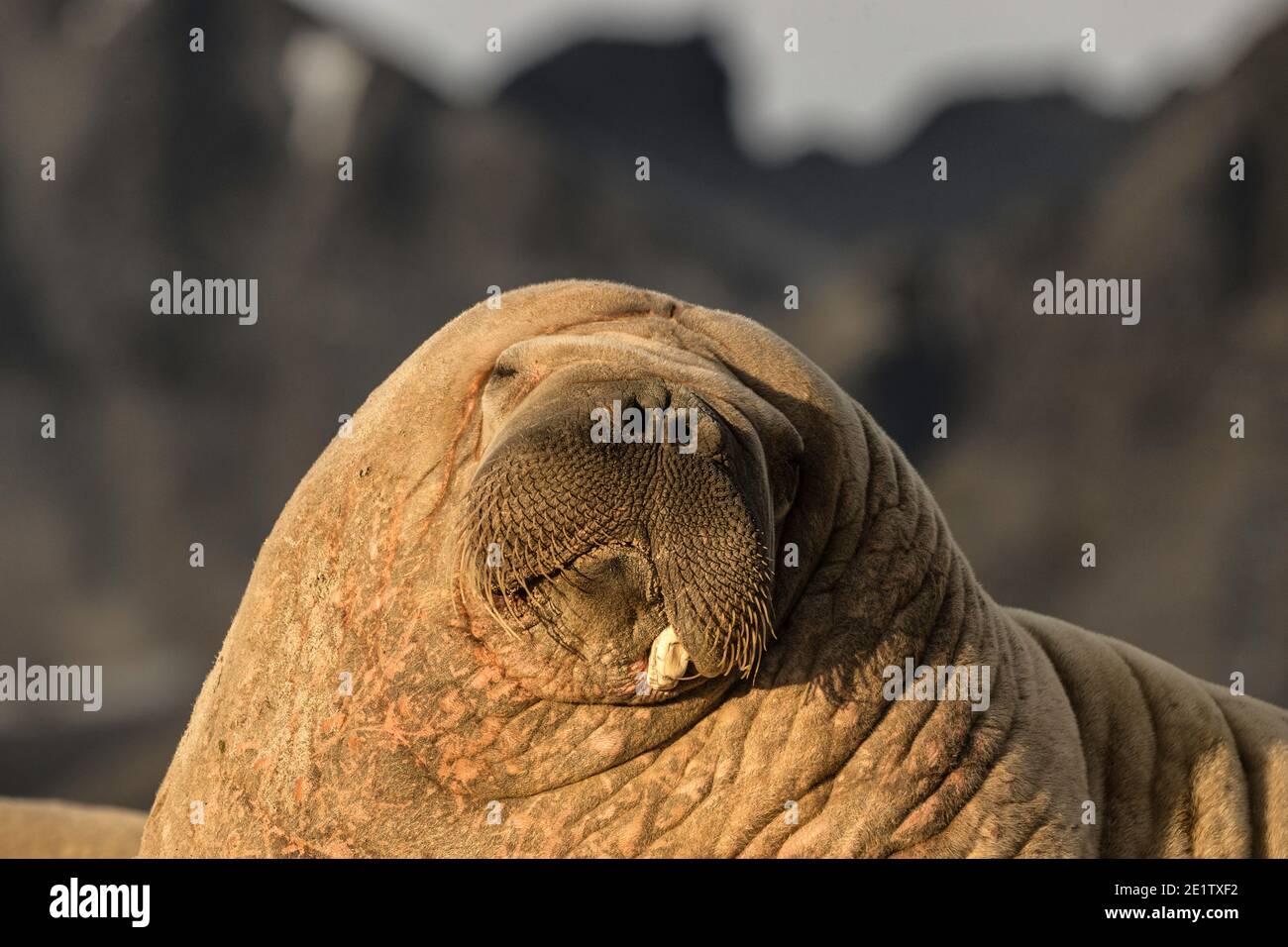 Walrus adulto con un piccolo tusk rotto rimanente contro una montagna sullo sfondo. Foto Stock