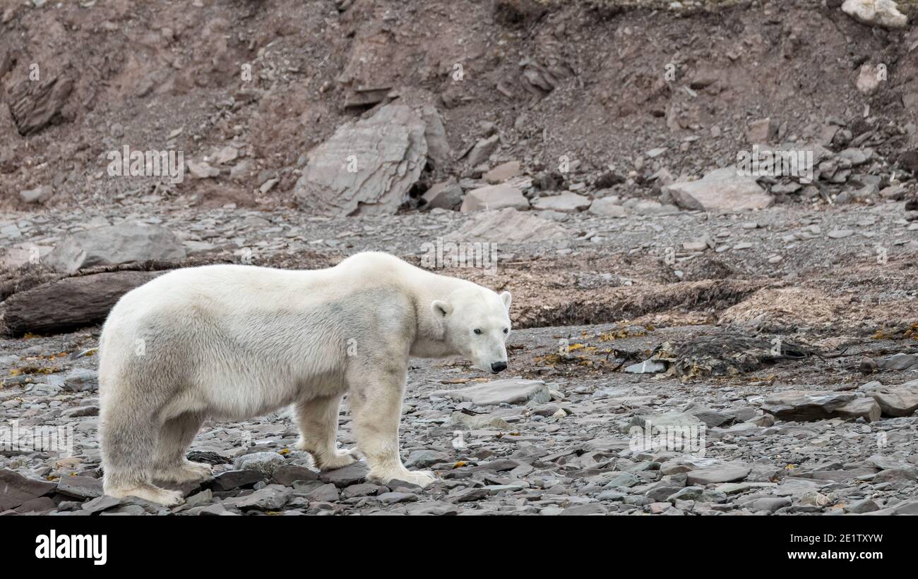 Un orso polare sottile e affamato è alla ricerca di cibo tra le rocce sulla riva del mare. Foto Stock