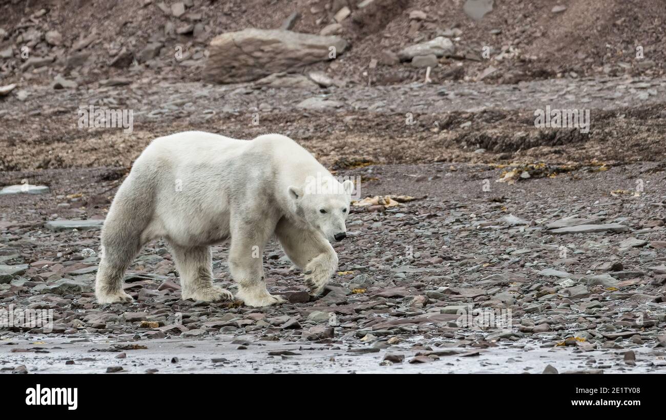 Un orso polare sottile e affamato è alla ricerca di cibo tra le rocce sulla riva del mare. Foto Stock