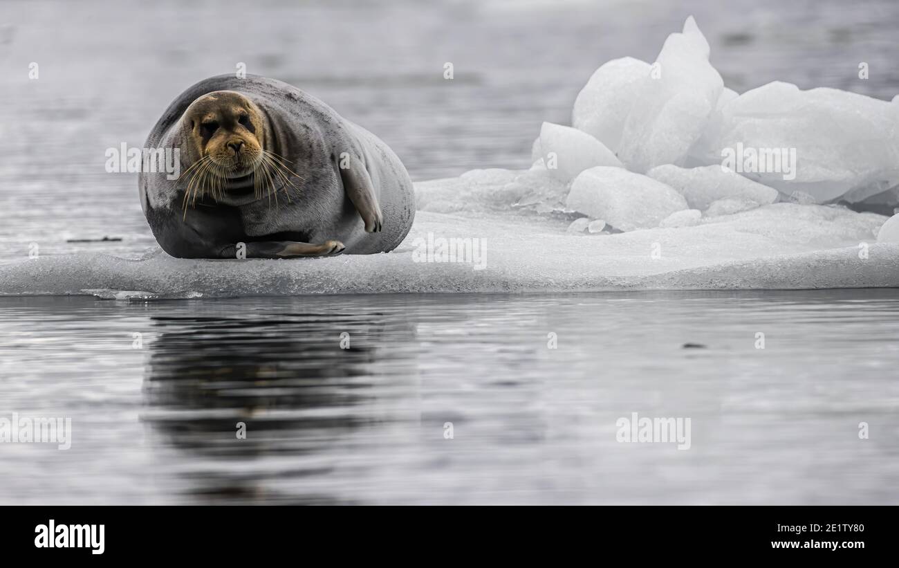 Walrus riposa su una gallina di ghiaccio Foto Stock