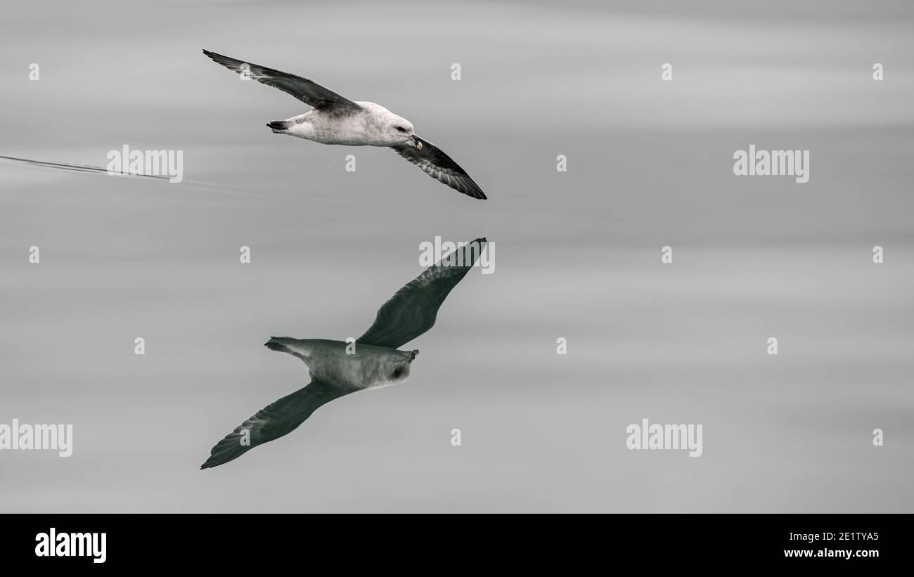 Un fulmar settentrionale, un morph di colore chiaro, (Fulmarus glacialis) scaglia l'Oceano Artico, a nord di Svalbard. Copiare lo spazio a destra Foto Stock