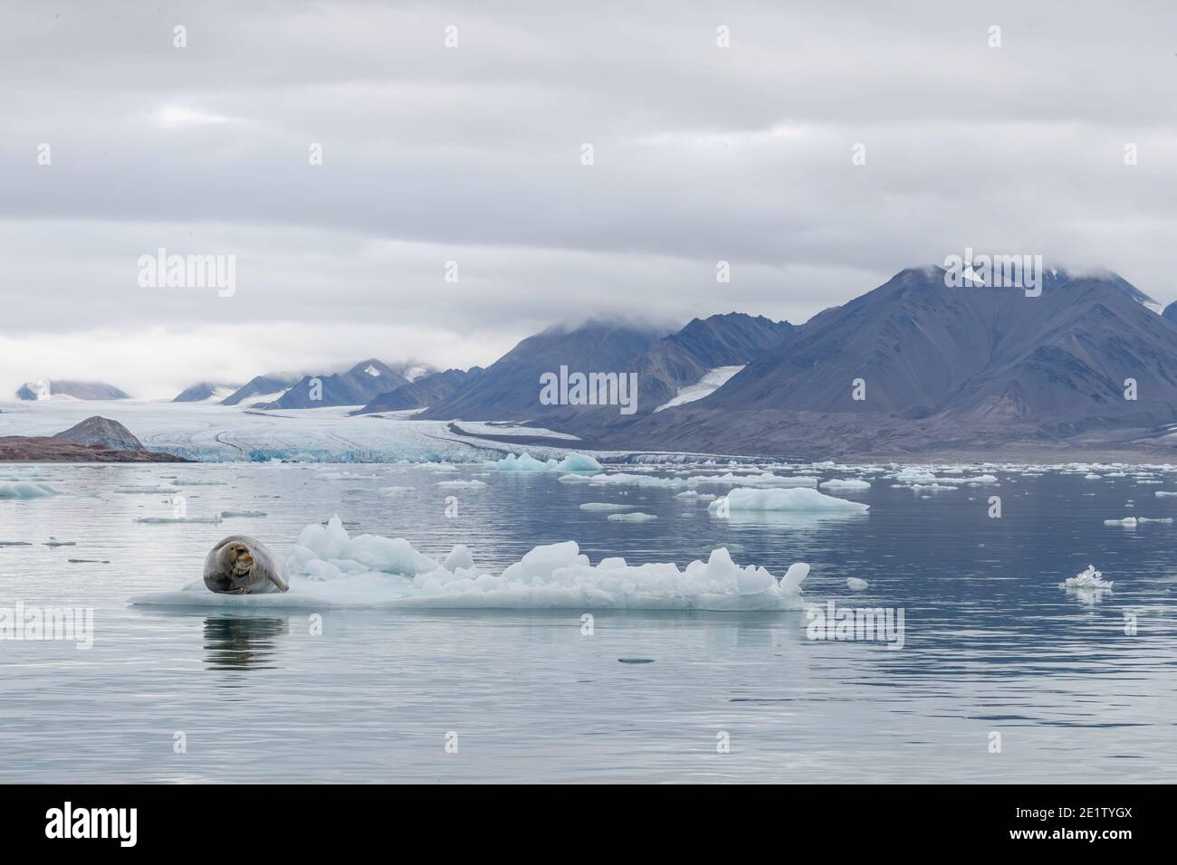 Walrus poggia su un galleggiante di ghiaccio di fronte a ghiacciaio Foto Stock