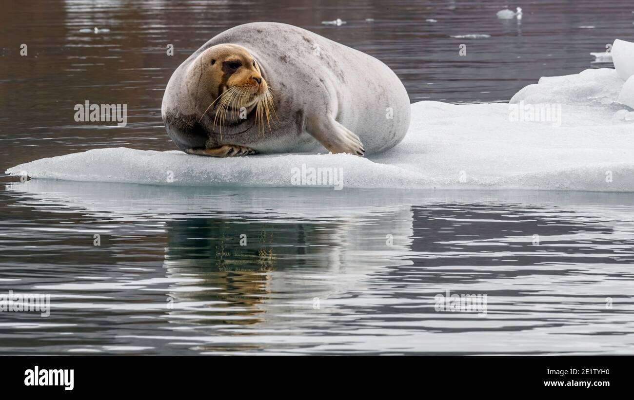 Walrus poggia su un ghiaccio galleggiante, erfletted nelle acque artiche Foto Stock