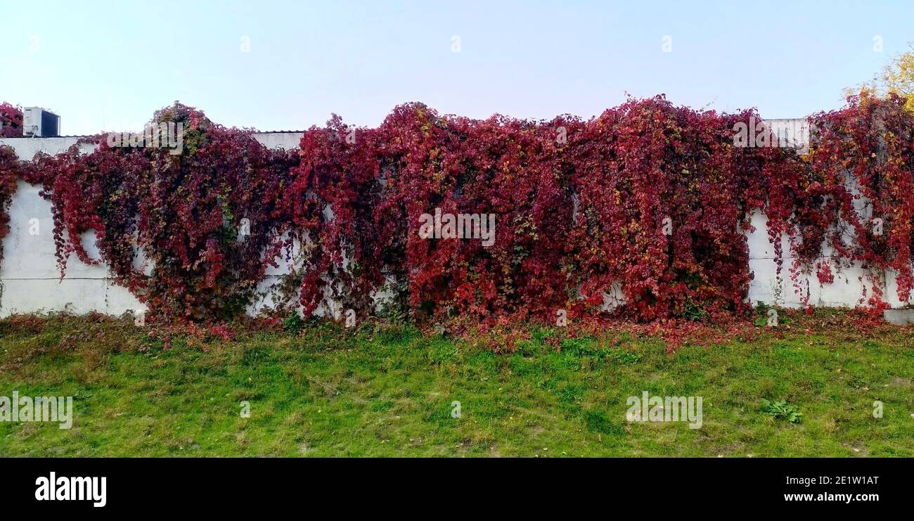 Lungo recinto con uva rossa, autunno Foto Stock