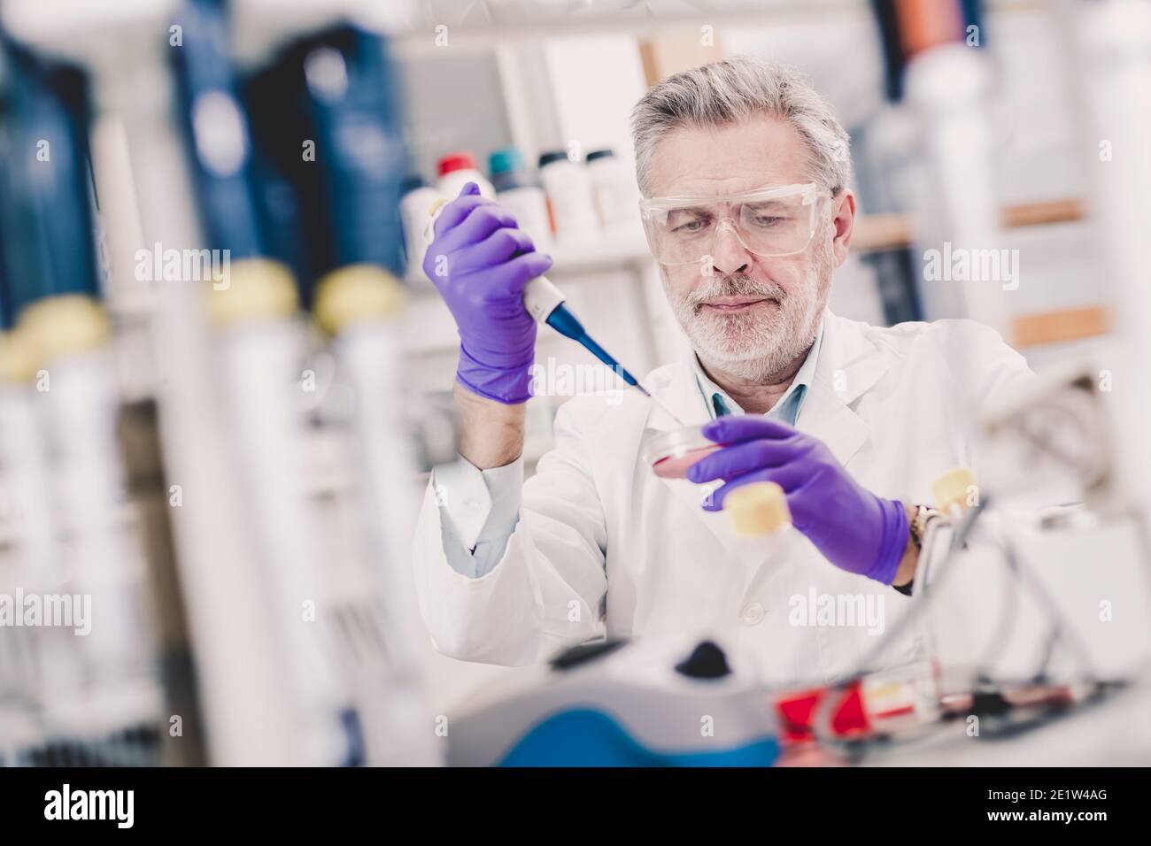 Anziano scienziato di vita maschile che ricerca in laboratorio. Foto Stock