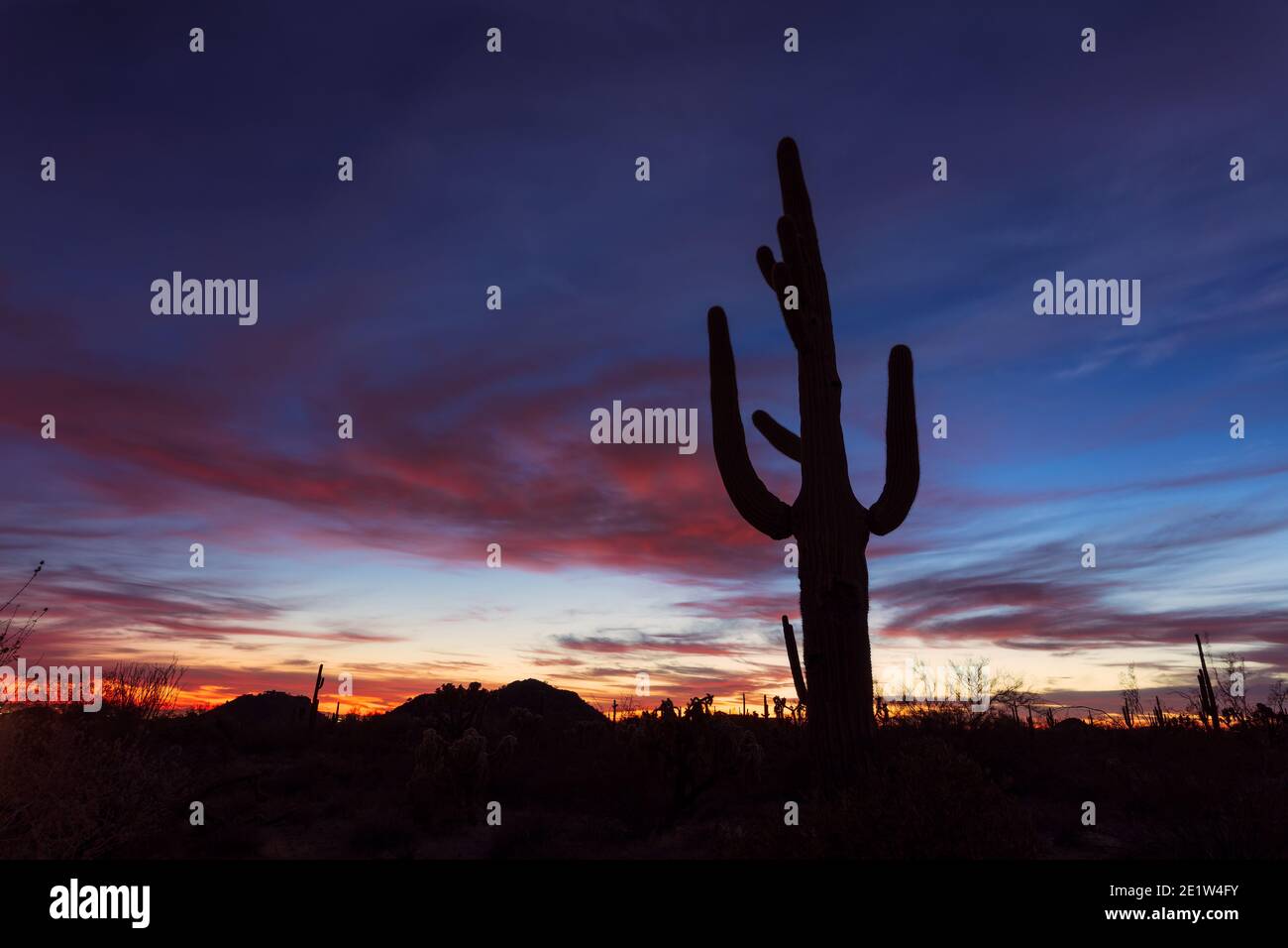 Paesaggio desertico panoramico con silhouette di Saguaro Cactus al tramonto a Phoenix, Arizona Foto Stock