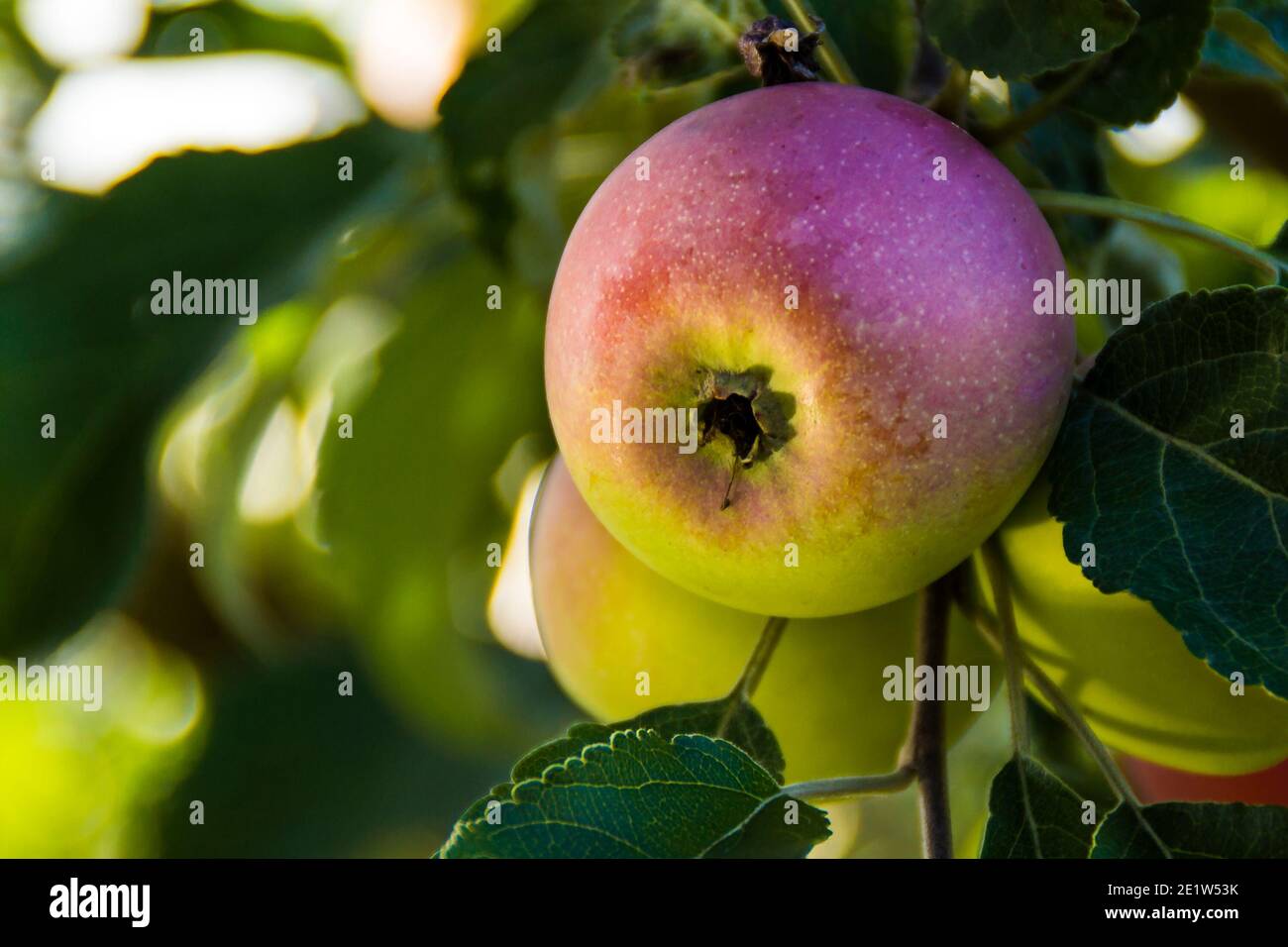 una mela pende su un ramo di albero, combinando molti simboli e immagini nella religione e mitologia di popoli diversi, fuoco selettivo Foto Stock