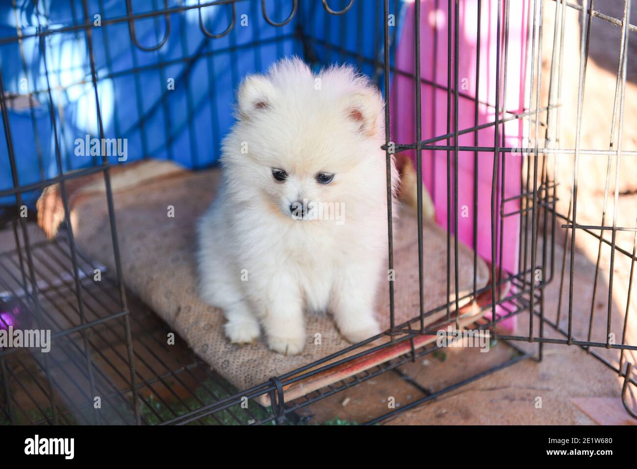 Cane bianco Pomeranian cane in gabbia, piccolo cane tristemente in casa Foto Stock