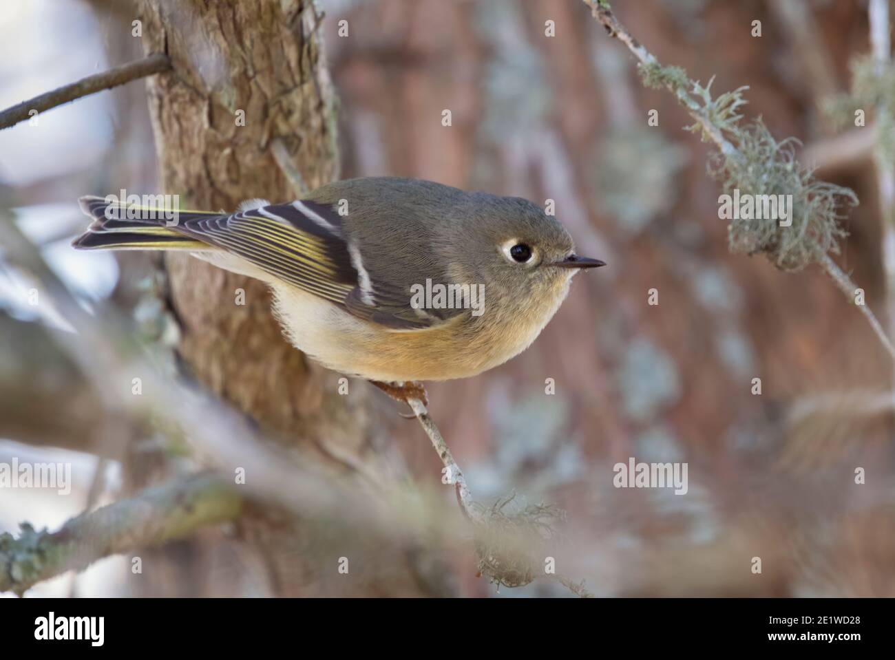 Il regolo coronato da rubino (Regulus calendula), femmina Foto Stock