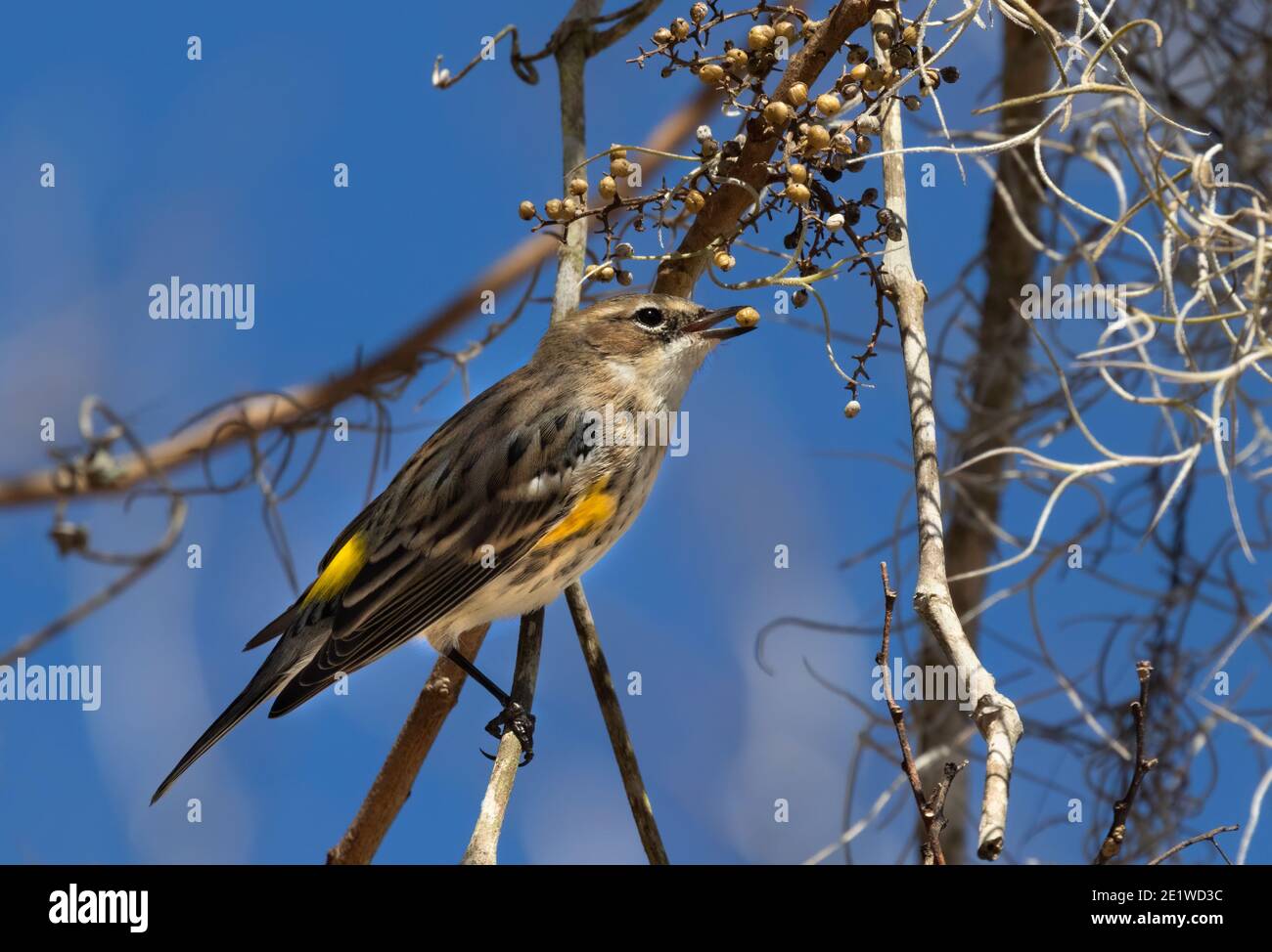 Il rump warbler giallo che si alimenta nel parco Foto Stock