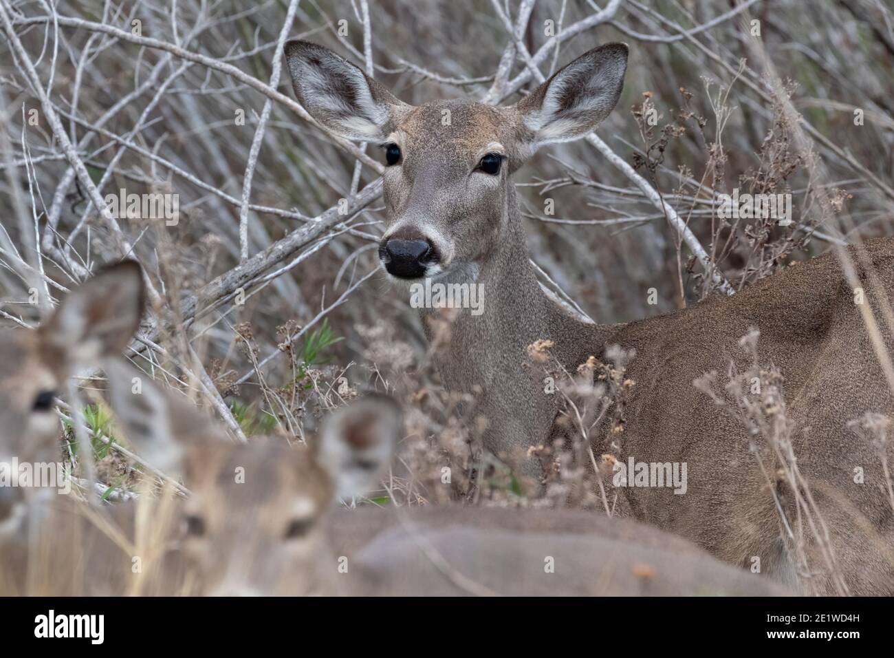 Cervi dalla coda bianca con fawns, Texas Foto Stock