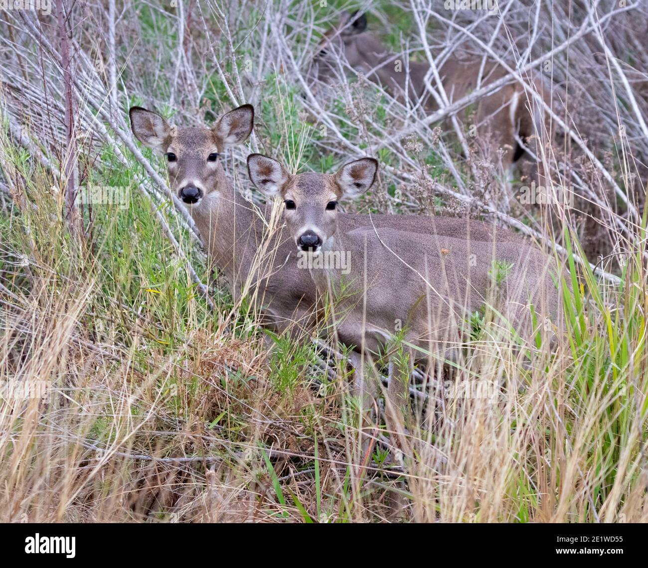 Cervi dalla coda bianca con fawns, Texas Foto Stock