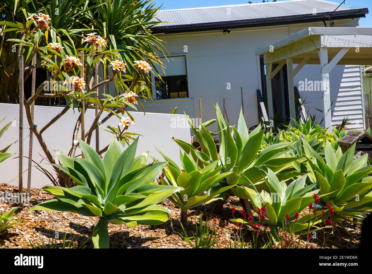 Casa di Sydney ad Avalon Beach con piante di agave attenuata e. Frangipani alberi in fiore nel giardino anteriore, Sydney, Australia Foto Stock