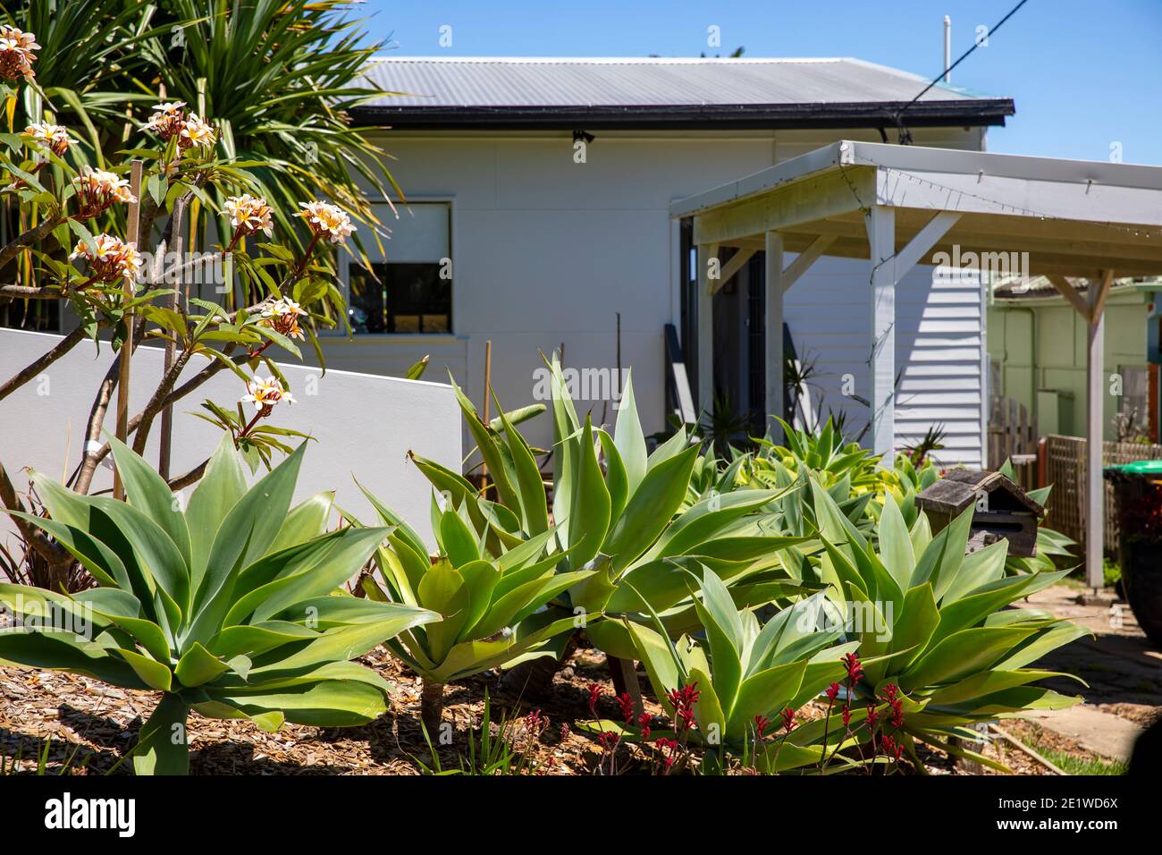 Casa di Sydney ad Avalon Beach con piante di agave attenuata e. Frangipani alberi in fiore nel giardino anteriore, Sydney, Australia Foto Stock
