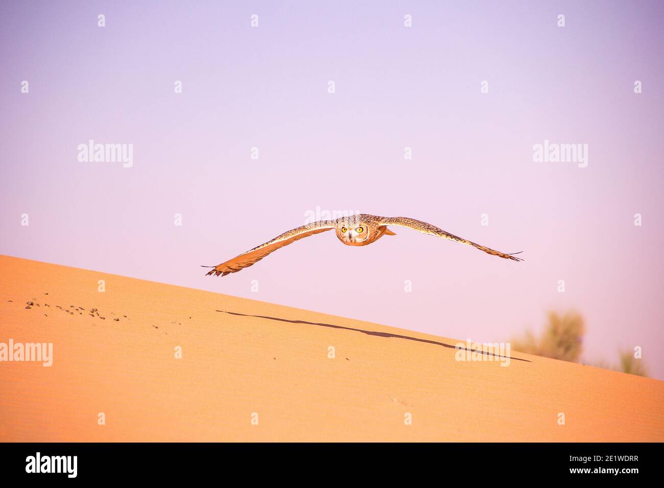 Gufo del deserto che sorvola le dune di sabbia nella Dubai Conservation area Foto Stock