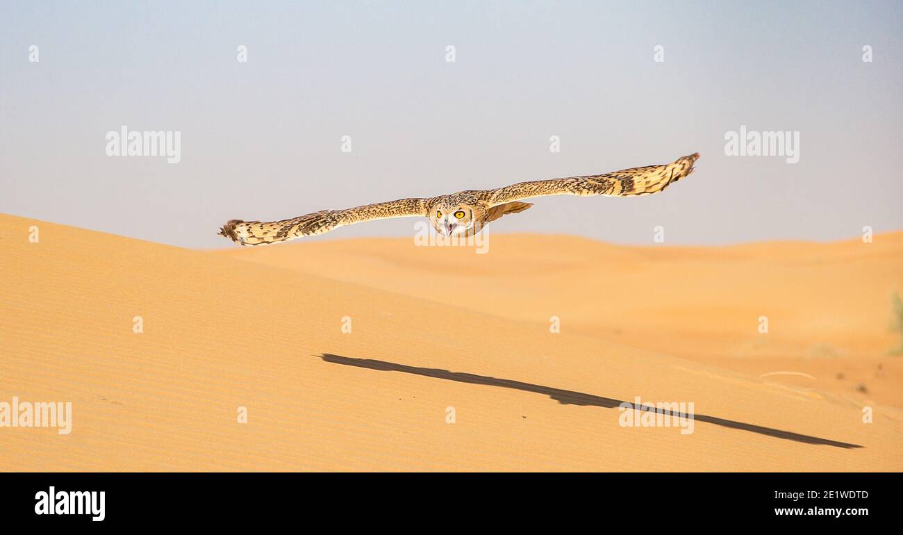 Gufo del deserto che sorvola le dune di sabbia nella Dubai Conservation area Foto Stock