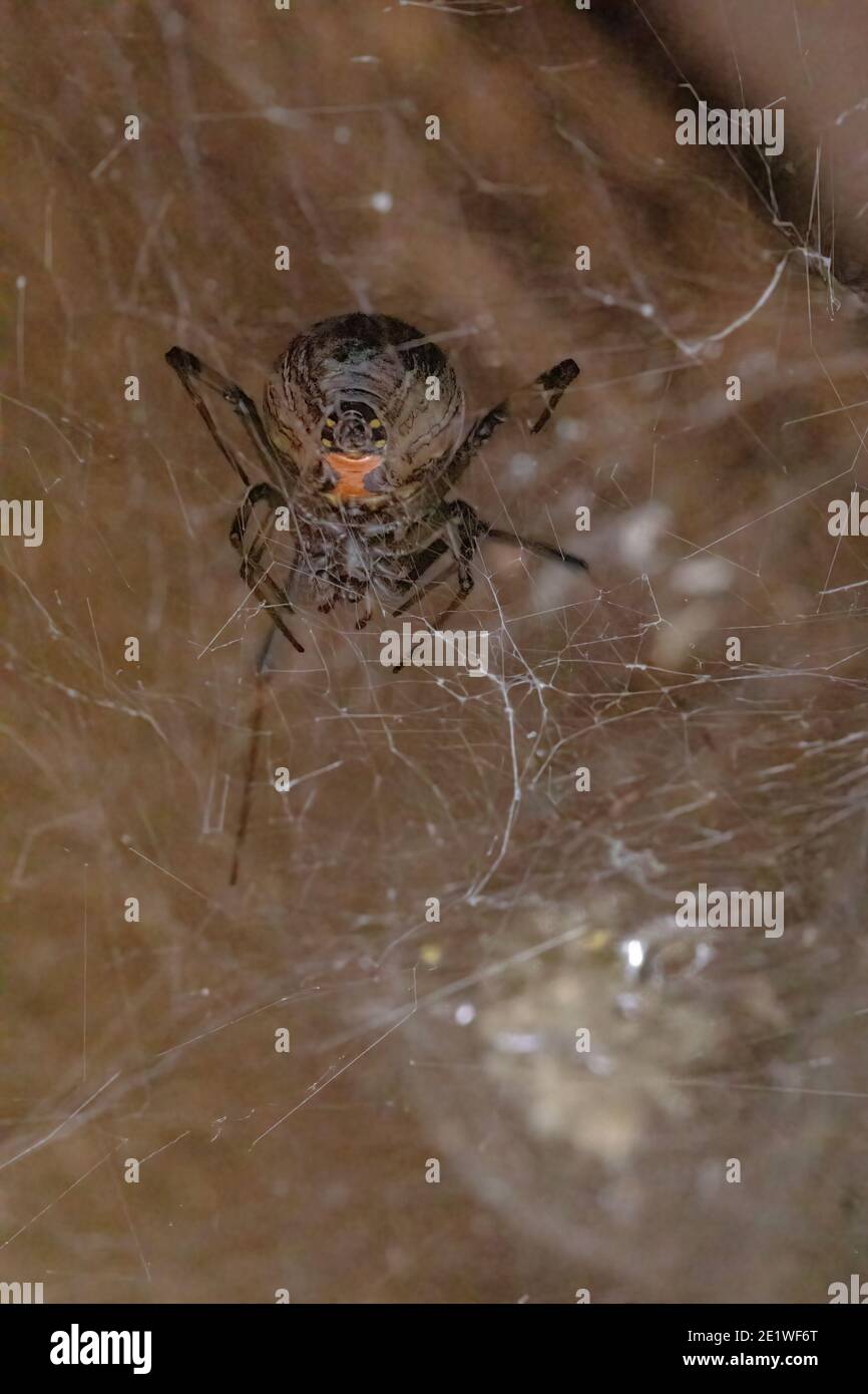 Adulto femmina marrone vedova della specie Latrodectus geometricus con fuoco selettivo sulla clessidra rossa sull'addome che caratterizza il genere Foto Stock