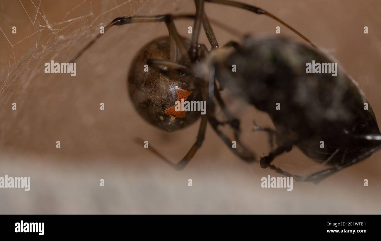 Adulto femmina marrone vedova della specie Latrodectus geometricus con fuoco selettivo sulla clessidra rossa sull'addome che caratterizza il genere Foto Stock