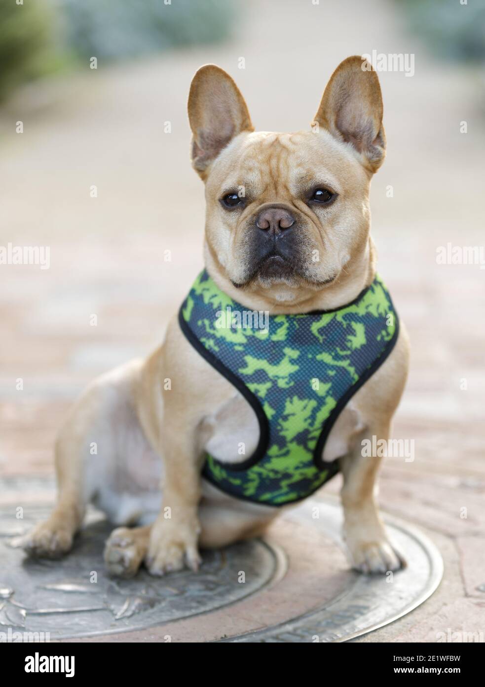 Frenchie alla moda seduto e guardando via Foto Stock