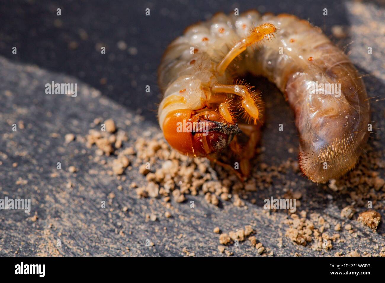 Il può bug (scarafaggio) in giardino parassita in Turchia. Foto Stock