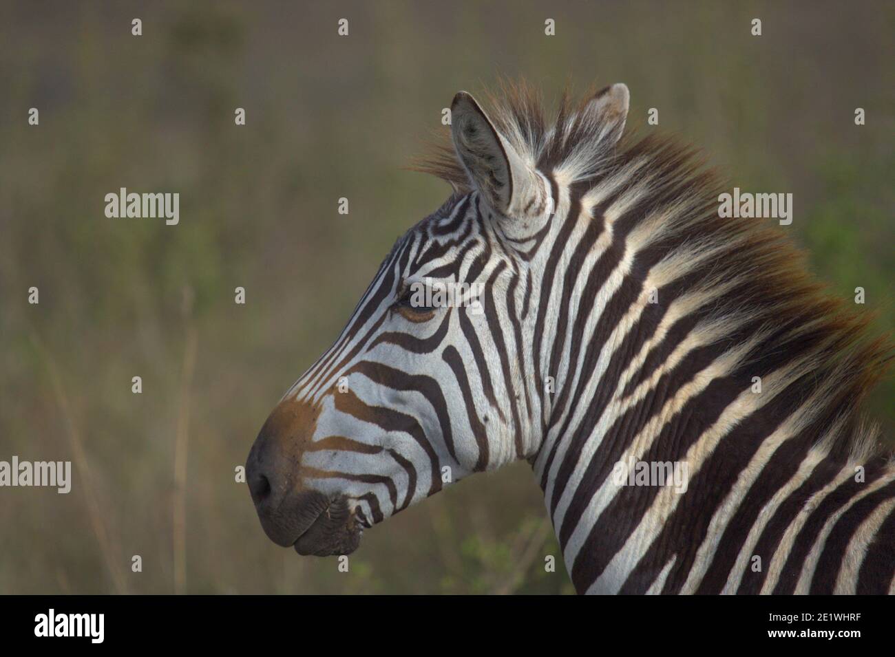 Primo piano vista laterale della testa zebra comune, alla luce del mattino nel selvaggio Parco Nazionale di Nairobi, Kenya Foto Stock