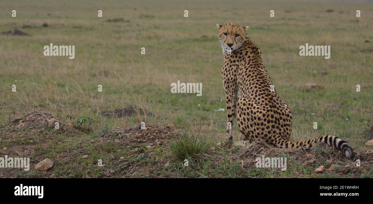 ghepardo seduto allerta con la testa girata nella savana selvaggia del masai mara, kenya Foto Stock