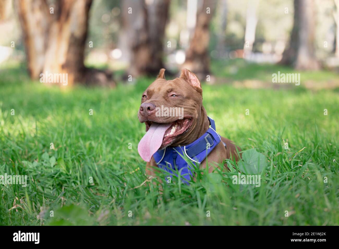 Un cane buca toro si trova sull'erba nel campo Foto Stock