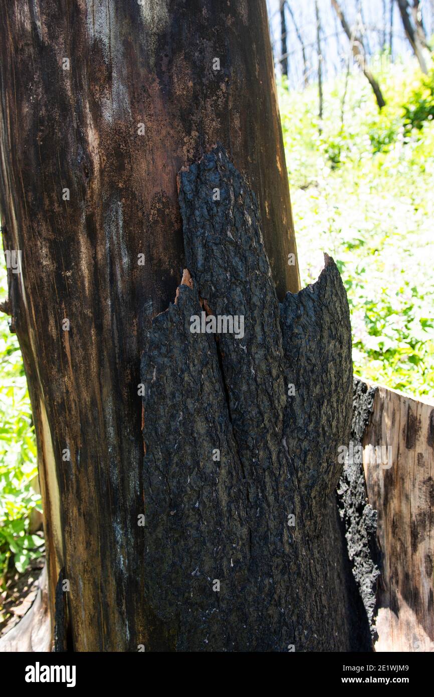 Montagna in recupero da fuoco selvatico, resti di alberi bruciati Foto Stock